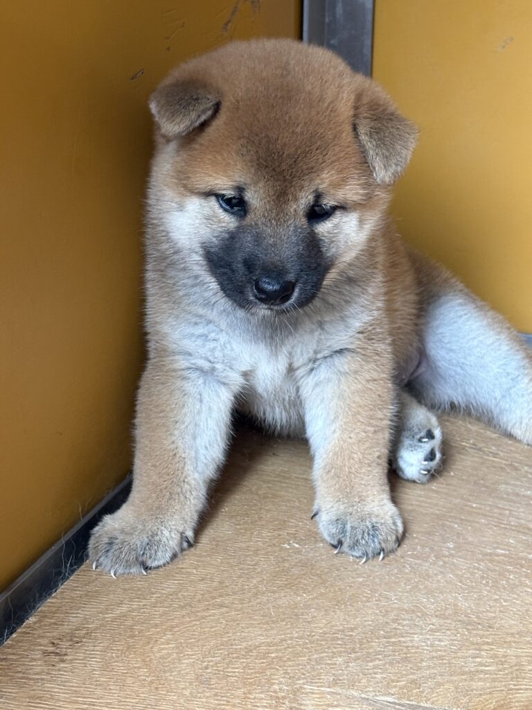 子犬　 雌　　標 準タイプ